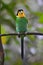 Long-tailed Broadbill bird