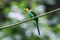 Long-tailed broadbill bird bringing a branch of tree to make a nest in the forest at Khao Yai National Park, Thailand