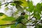 Long Tailed Broadbill bird in green blue yellow perching on tree