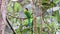 Long-tailed Broadbill bird in the nature forest of thailand