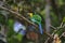 Long-tailed Broadbill Psarisomus dalhousiae Cute Birds of Thailand