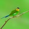 Long-tailed broadbilll bird