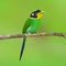 Long-tailed broadbilll bird