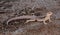 Long Tailed Brush Lizard