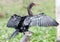 Long-tailed cormorant on branch with wings spread