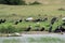 Long-tailed cormorants and a yellow-billed stork, Queen Elizabeth National Park, Uganda