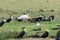 Long-tailed cormorants and a yellow-billed stork, Queen Elizabeth National Park, Uganda