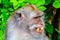 Long-tailed or Crab-eating adult macaque showing its teeth, head shot, Bali, Indonesia