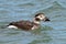 Long-tailed Duck