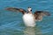 Long-tailed Duck