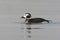 Long-tailed duck, Clangula hyemalis