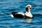 Long-tailed Duck - Clangula hyemalis