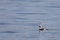 Long-tailed duck Clangula hyemalis, or oldsquaw duck swimming on calm blue sea water. Wild male seabird in winter plumage.