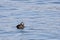 Long-tailed duck Clangula hyemalis, or oldsquaw duck swimming on calm blue sea water. Wild seabird in winter plumage.