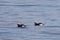 Long-tailed ducks Clangula hyemalis, or oldsquaw duck swimming on calm blue sea water. Wild males seabird in winter plumage.