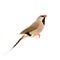 Long-tailed Finch