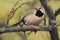 Long-tailed finch