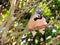 Long-tailed finch birds