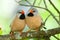 Long-tailed Finch couple