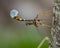 Long-Tailed Giant Ichneumon Wasp