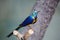 Long-tailed glossy starling