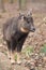 Long-tailed goral