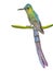 Long-tailed hummingbird painting