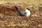 Long Tailed Jaeger