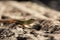 Long tailed lizard on cork bark the Asian grass lizard