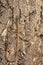 Long tailed lizard on cork bark the Asian grass lizard