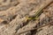 Long tailed lizard on cork bark the Asian grass lizard