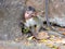 A long-tailed macaque baby hides behind a rock