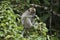 Long-tailed macaque, Borneo