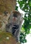 Long-tailed macaque, Borneo, Malaysia