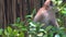 Long-tailed macaque eating leaves
