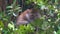 Long-Tailed Macaque Eating Leaves
