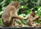 Long tailed macaque female adult with baby, borneo