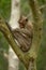 Long-tailed macaque grooming itself in forked tree