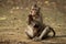 Long-tailed macaque grooms hand while carrying baby