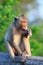 Long-tailed macaque and lipstick