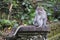 Long tailed macaque monkey, Bali,Indonesia