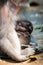 Long-tailed macaque monkey breastfeeding its baby