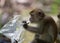 Long tailed macaque monkey eating plastic bag in Bako national park in Borneo, Malaysia