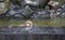 Long tailed macaque,monkey having a soak in a pool for relax from hot summer,global warming