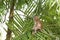 A Long-tailed Macaque monkey perched high up on top of a tree