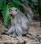 Long-tailed macaque monkey showing his teeth in Borneo Island, Sabah