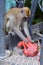 Long-tailed macaque monkey in Singapore searching a bag for something to steal