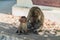 Long-Tailed macaque monkeys grooming