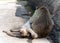 Long tailed macaque monkeys relaxing in Thailand