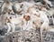 Long tailed macaque monkeys relaxing in Thailand